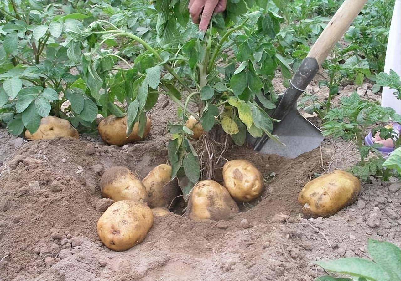 马铃薯施肥技术要点_种植_方式_氮肥