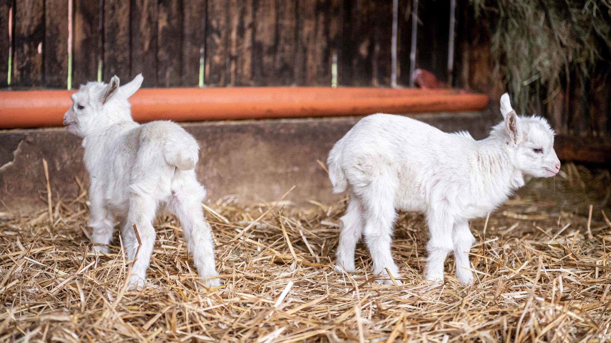 羔羊_母羊_营养