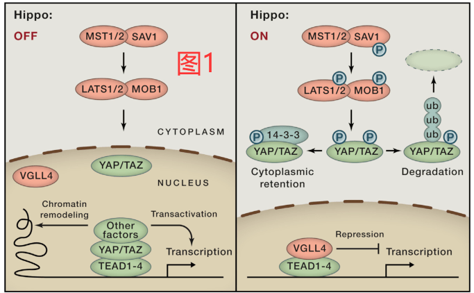 85)杂志上发表了题为《hippo pathway in organ size control, tissue