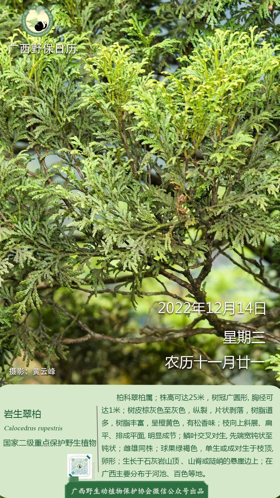 【广西野保日历】岩生翠柏（国家二级保护植物）_搜狐网