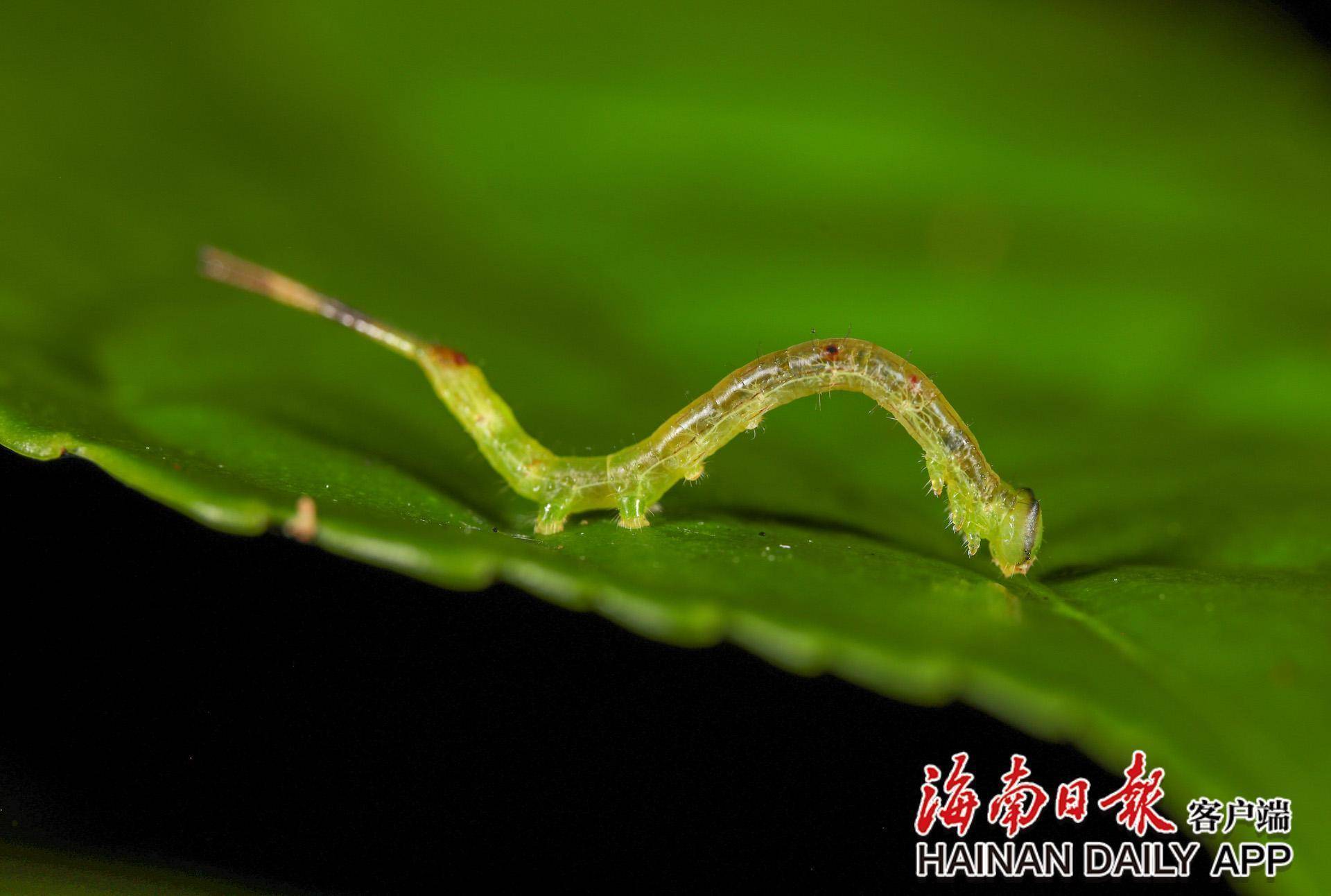 探海南热带雨林生物多样性之美