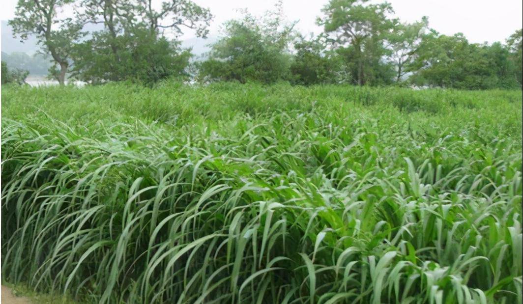 一,黑麦草:冬牧70和一年生黑麦草营养物质丰富,适口性较好,生长速度快