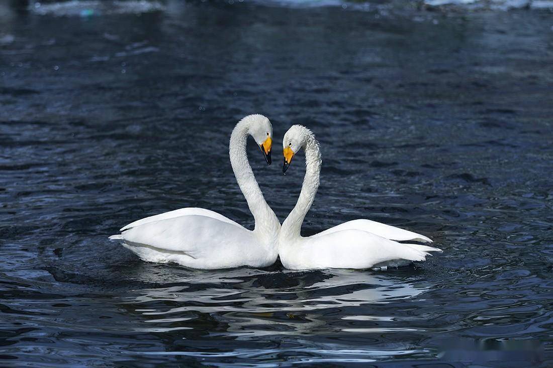 大天鹅 小天鹅 疣鼻天鹅_繁殖_内蒙古_中国