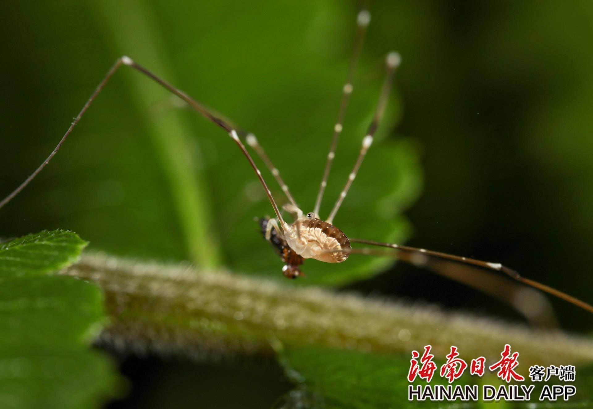 探海南热带雨林生物多样性之美