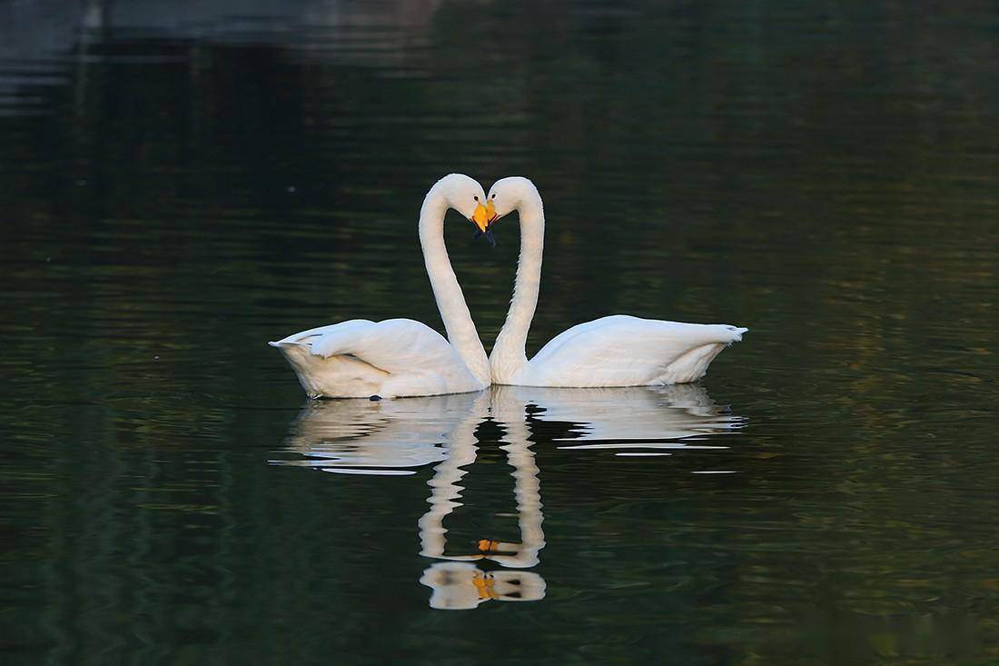 大天鹅 小天鹅 疣鼻天鹅_繁殖_内蒙古_中国