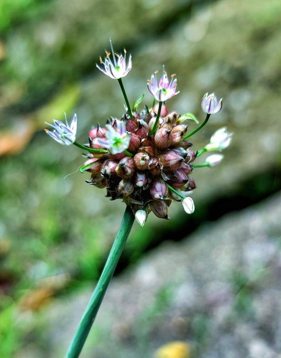 春天最好吃的野菜,野蒜,你还记得吗_根部_土里_种子