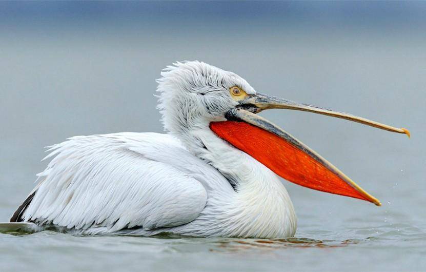 "鸟中广东人"鹈鹕,一张大嘴吃遍天下,连长颈鹿它都想一口吞下_嘴巴