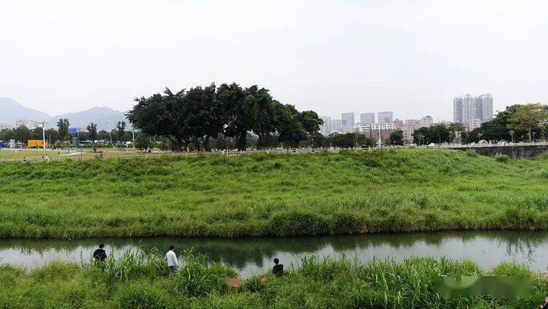 石岩湖湿地公园管理处图片