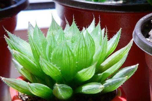 多肉水晶莲晶莹剔透,花型似莲花,养护简单颜值高_植物_琉璃_叶片