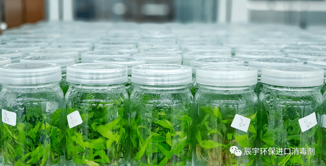 植物组织培养中如何消除病原微生物污染?提高组培育苗成功率!