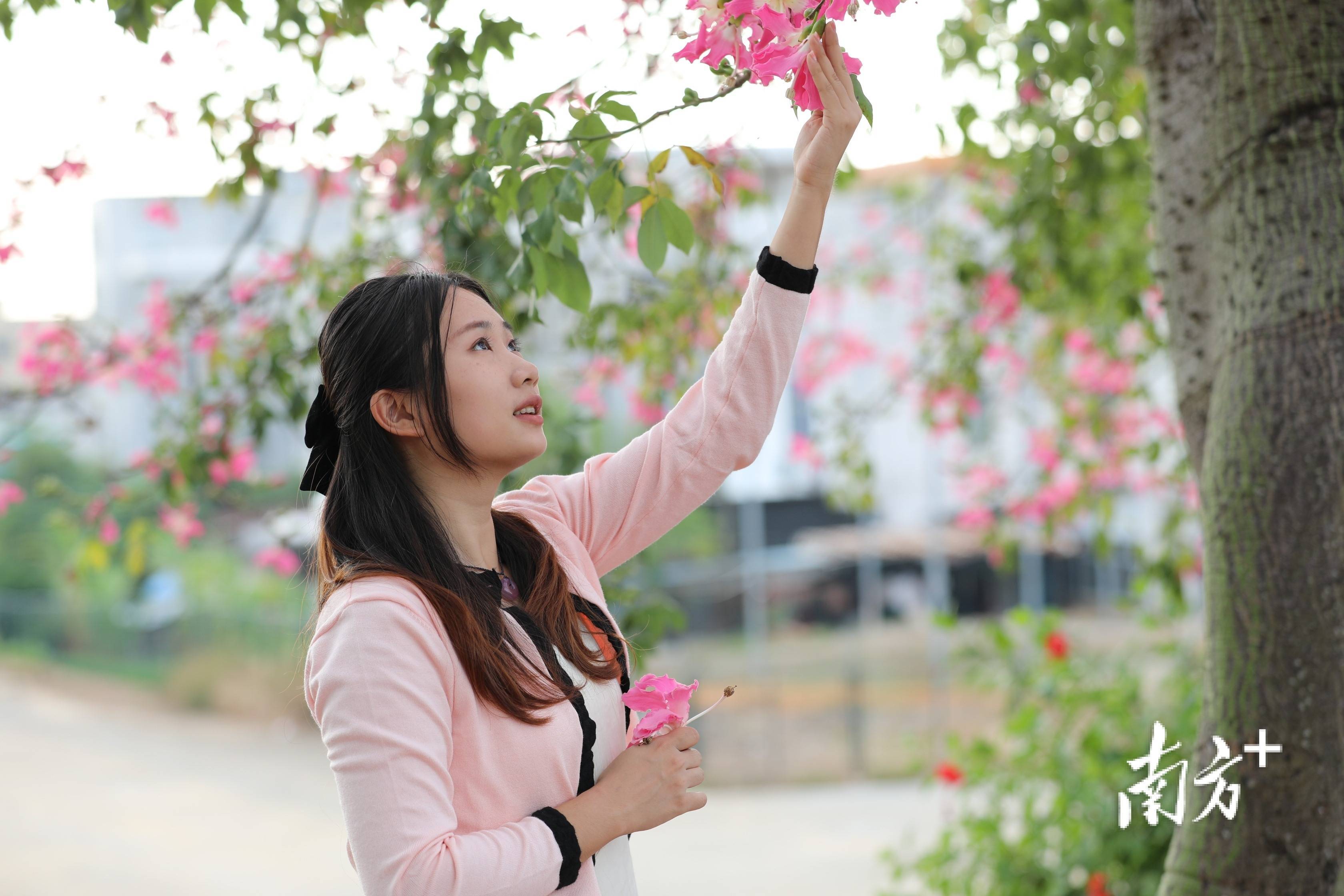 廉江异木棉花开,满树粉黛尽盎然_河唇镇_花卉_许筱倩