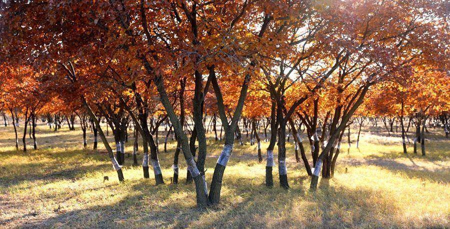 大自然的鬼斧神工,雕就了蒙古黄榆树的千姿百态.