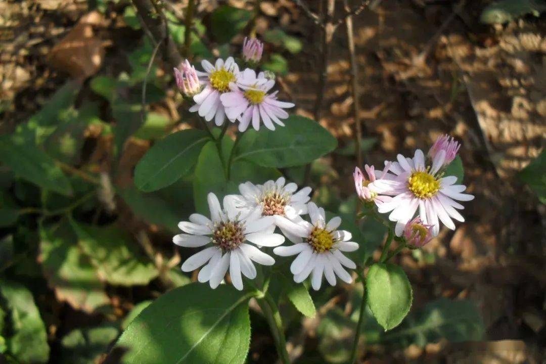 trinervius的亚种,又名野白菊花,三脉叶马兰等,叶具显明的离基三出脉.