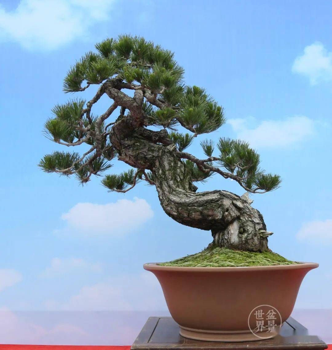 大写意_作品_cm_盆景