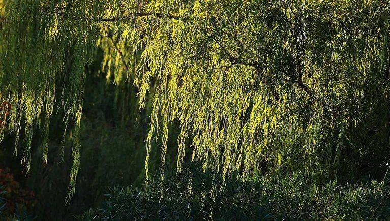 盐渎公园，罕见一见的小寡旅游景点（4）