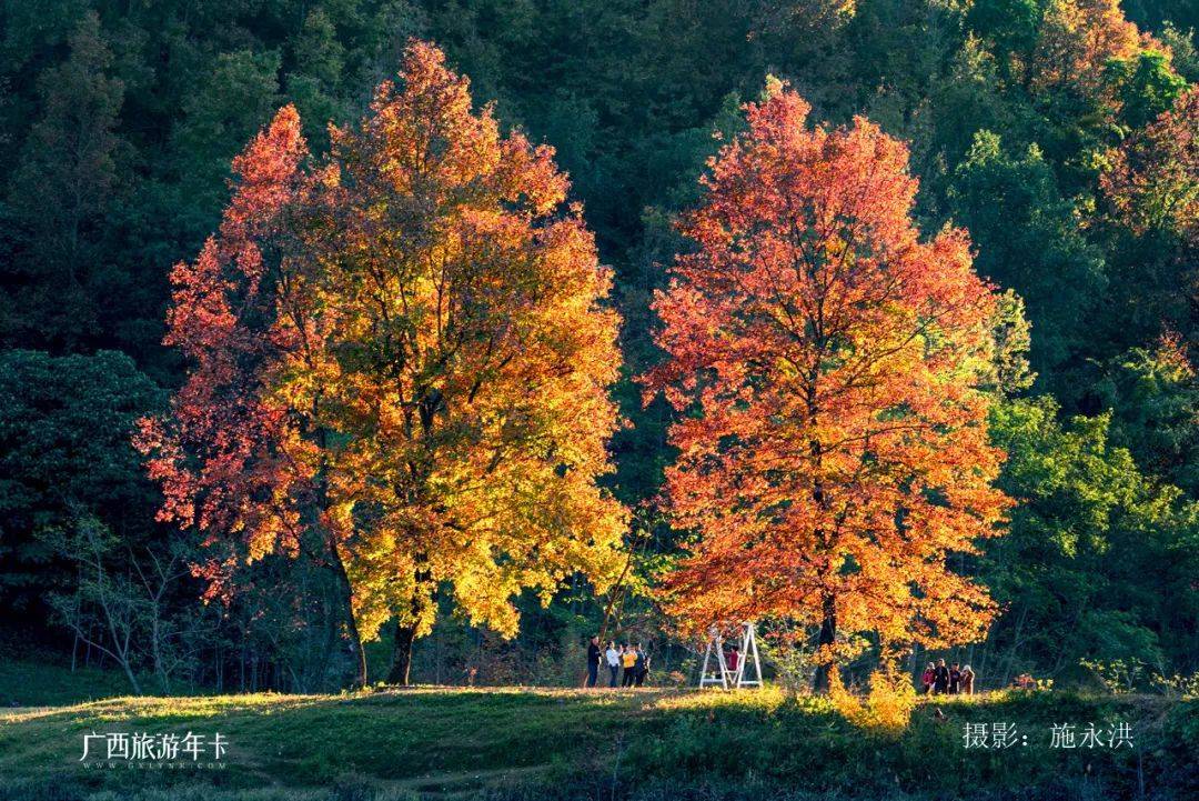 广西旅游年卡_枫叶_红叶_施永洪