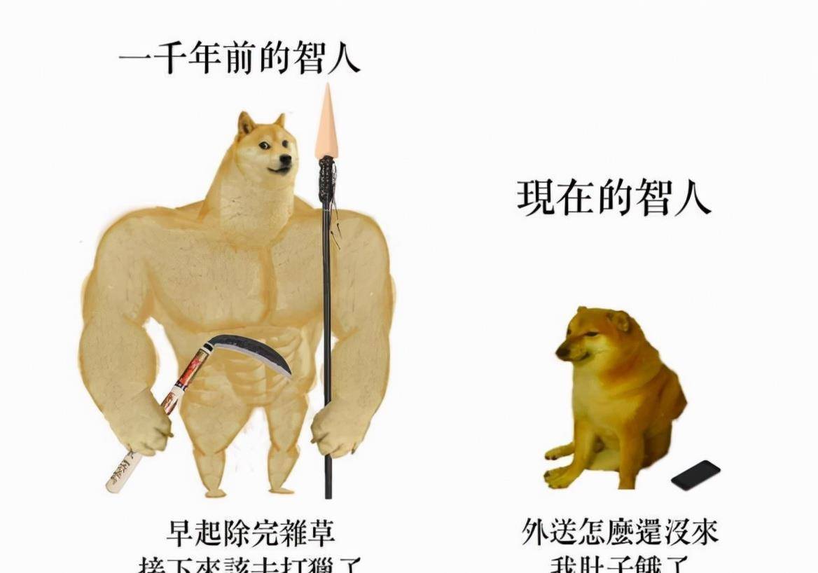 一只是肌肉被p的超大块的柴犬(swole doge