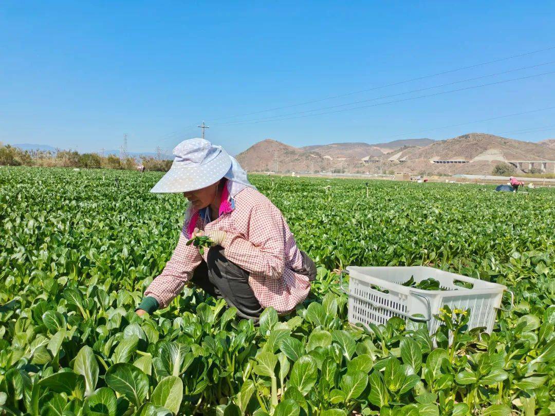 弥渡寅街:小菜心铺就群众致富路_种植_工作_寅街镇