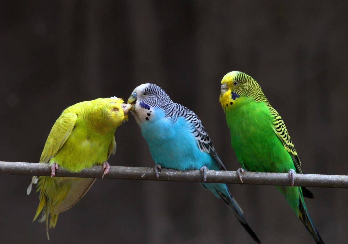 7个须知 让您更了解自己的鹦鹉_叫声_动物_交流