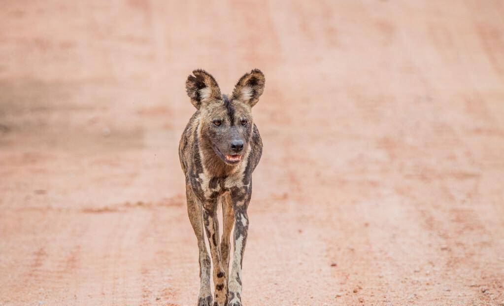 一只非洲野狗和胡狼组成狩猎联盟,还抢着当胡狼幼崽的干妈_索罗_鬣狗