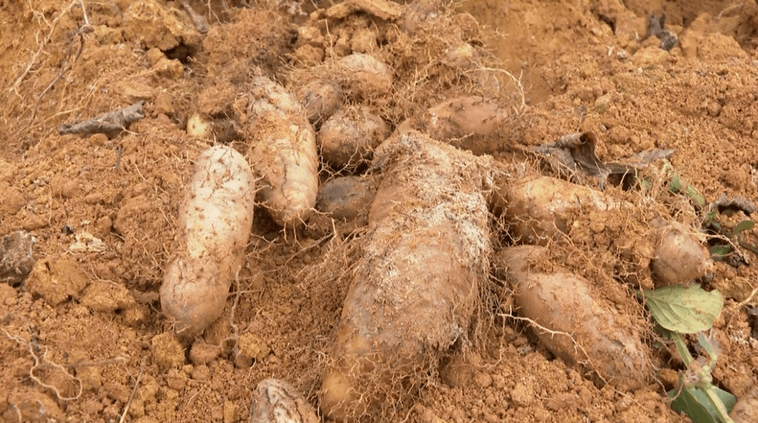 又迎来成熟收获期恩平大槐镇石坳村委会的猪仔薯近日一直广受消费者的