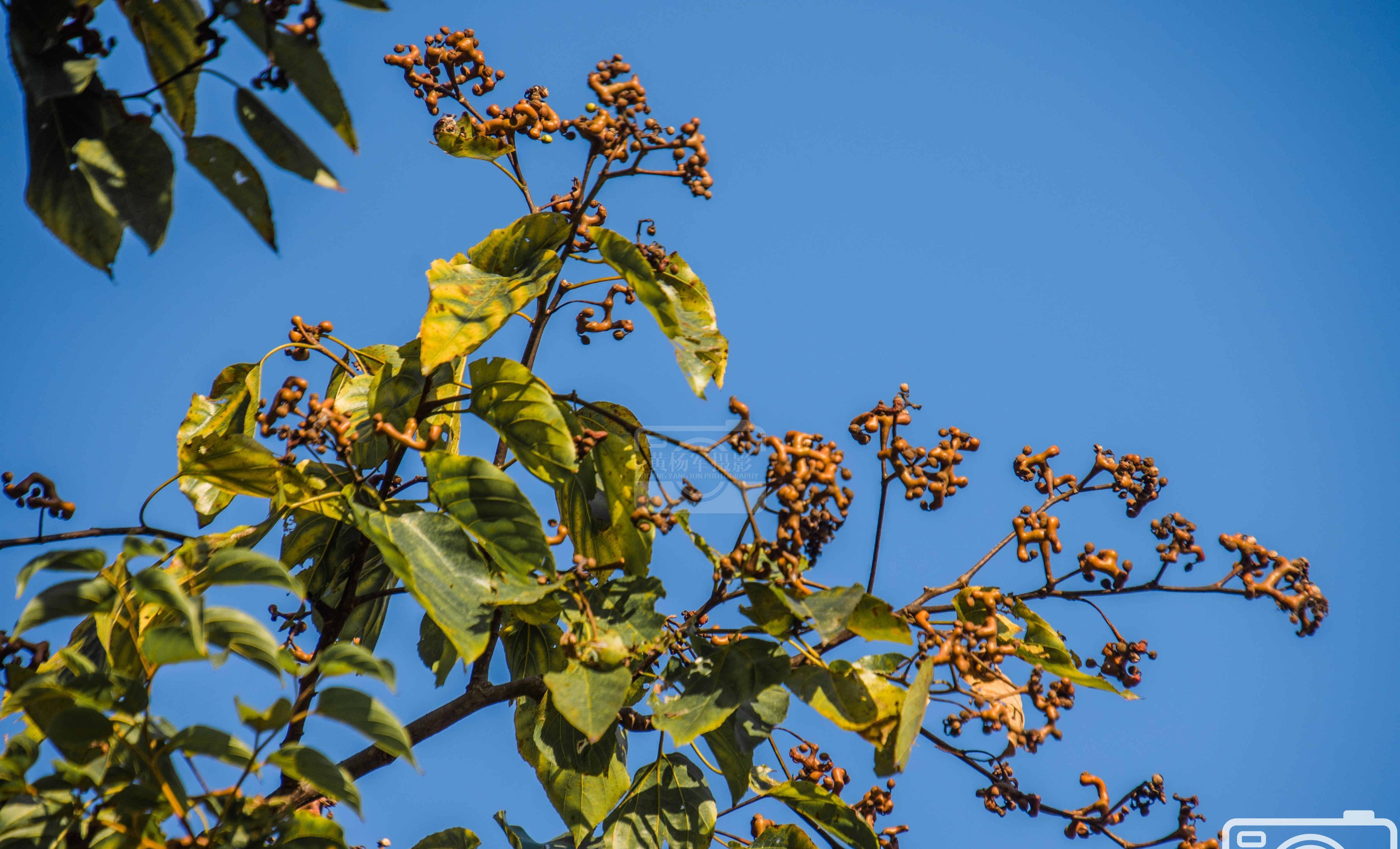 蓝天下熟悉诱人的枳椇果,果实累累秋日乡村美丽的景色_生活_种子_椭圆