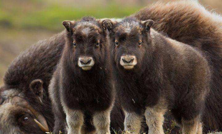 牛和羊怎么分,你真不一定能分得开,猜猜图中这是牛还是羊_麝牛_动物