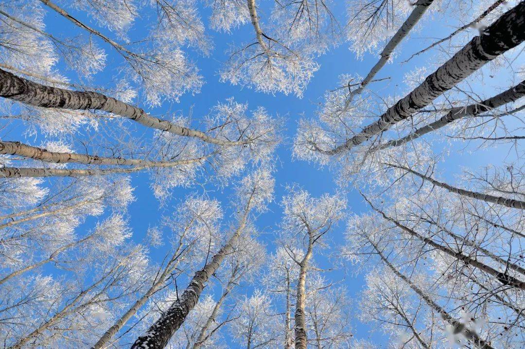 有一种冬天,叫呼伦贝尔_根河_白桦林_冰雪