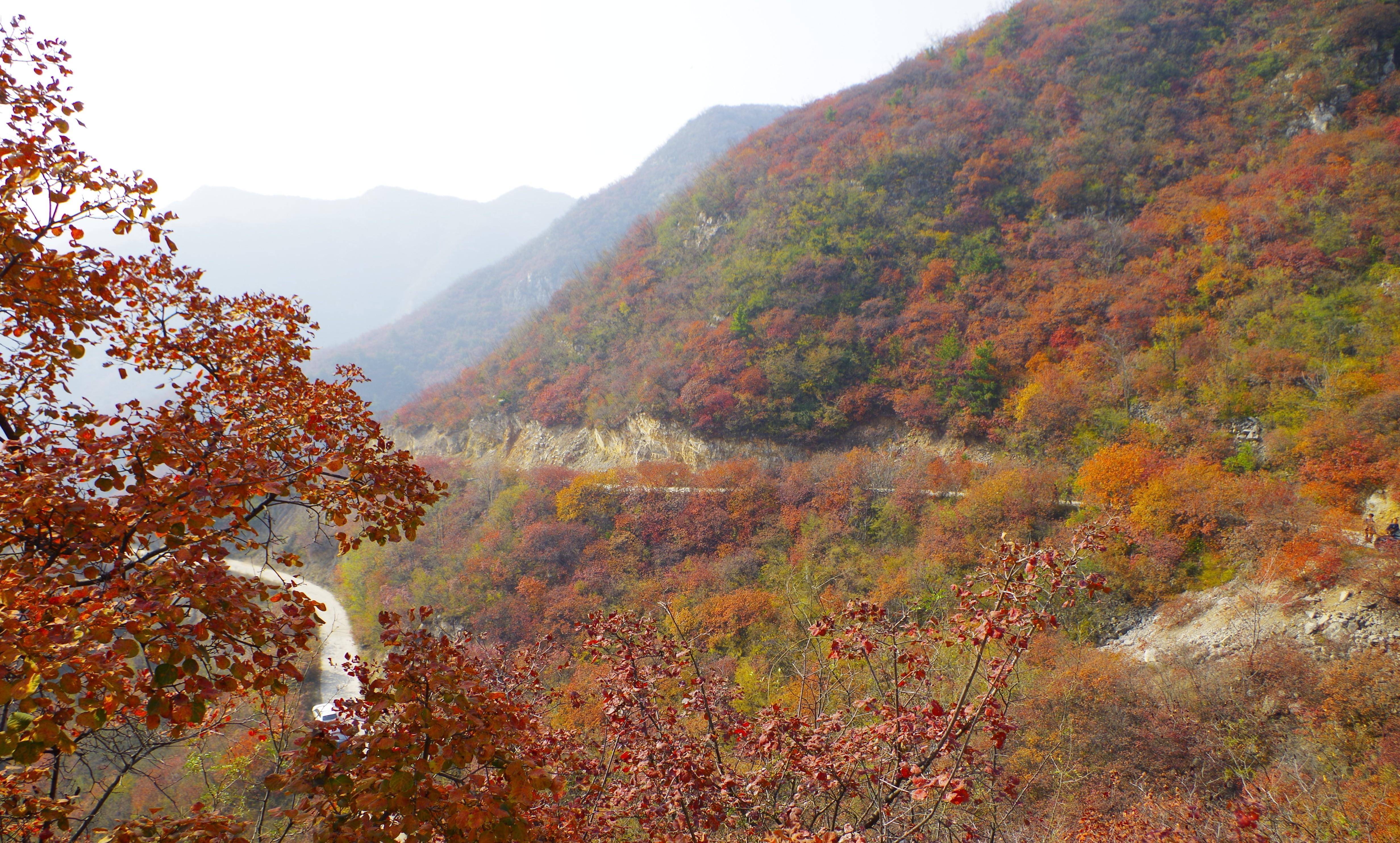 井陉清凉山红叶图片