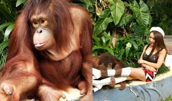 好色猩猩最愛大長腿美女,摟住大腿不鬆手_馬井坤_野生動物園_小孩子