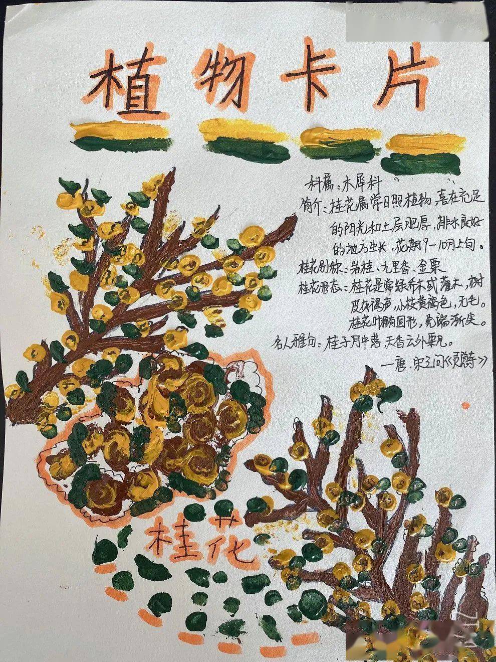 结合课堂知识,发挥动手能力,制作自己的植物画报