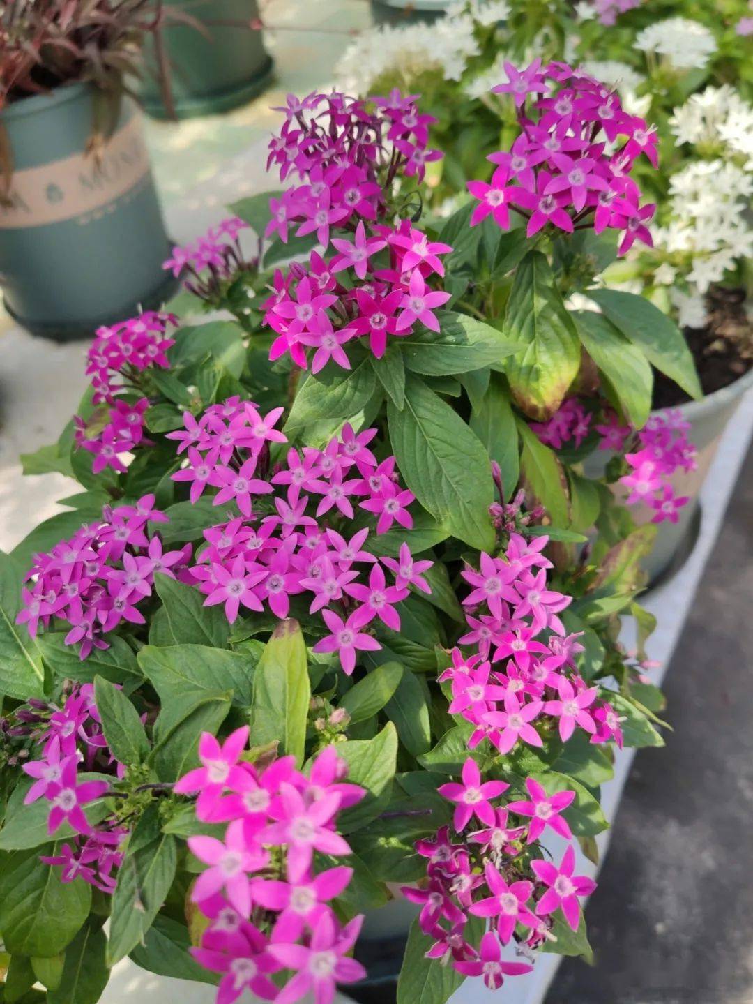 一闪一闪亮晶晶,在家种盆繁星花,开花又多又好看!_土壤_温度_养护