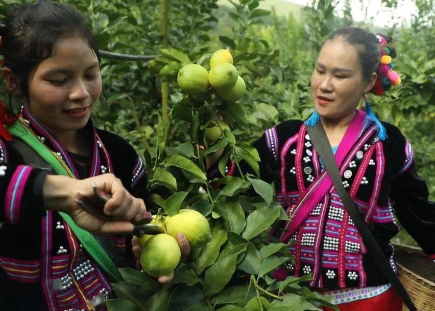 澜沧县糯福乡:党群共建 全面参与现代化边境小康村建设_村民_项目_洛