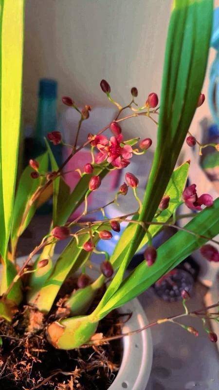 闽西北地区文心兰切花优质高效栽培管理技术