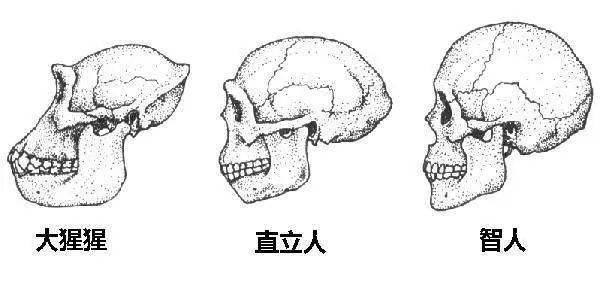 智人的简笔画图片