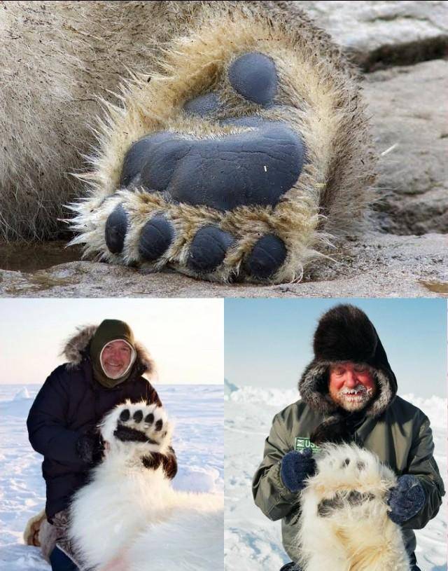 北极熊爪子图片