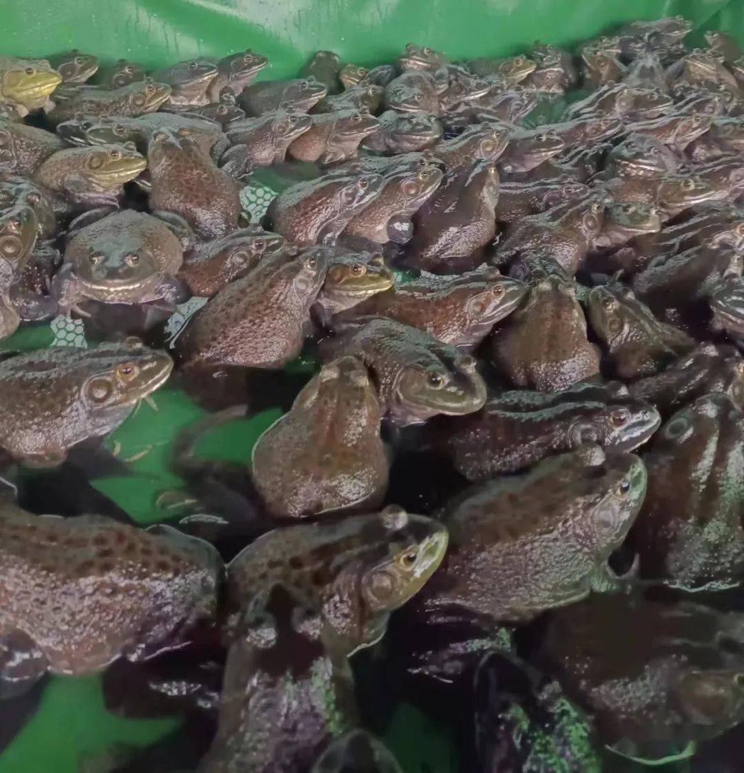 全国牛蛙价格稳定了下来且出现上涨,大,中,小蛙塘头报价在7-7.5元/斤.