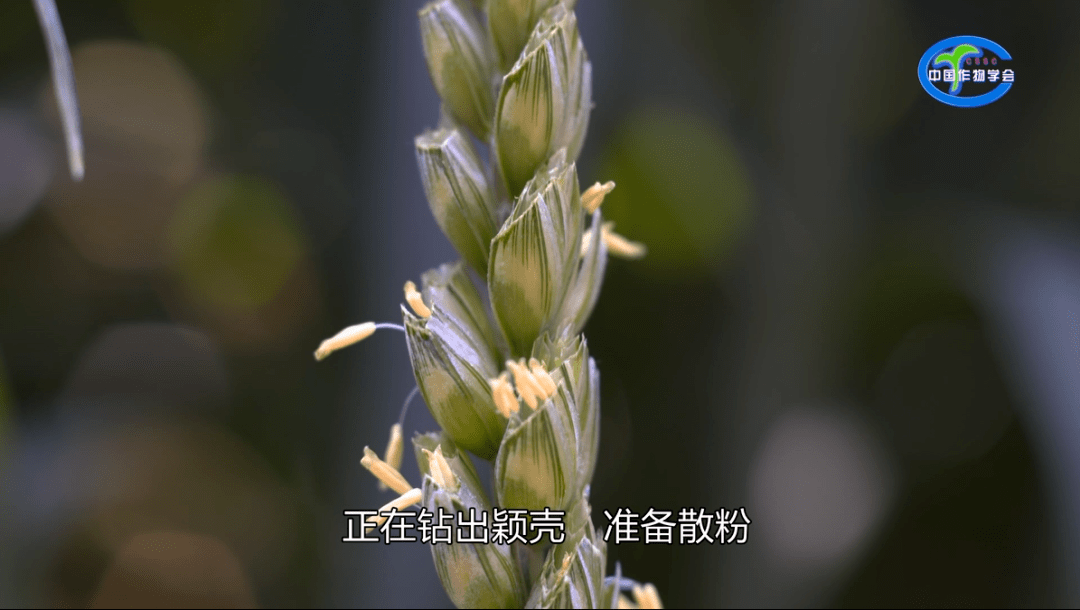 科学普及 | 小麦的杂交育种_花药_授粉_柱头