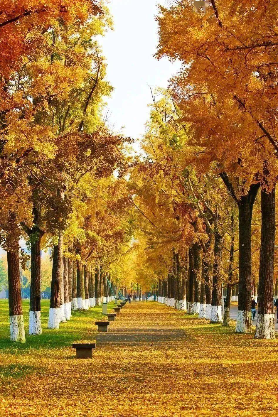 姜昊万叶秋声拥抱健康的身体,拥抱阳光的自己也许想要拥抱路过秋叶