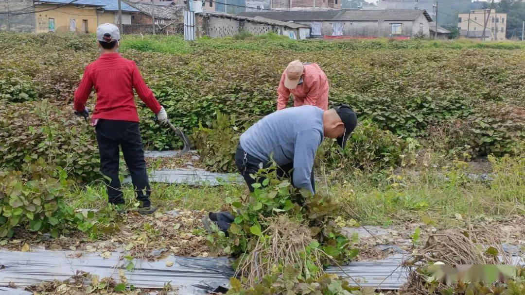 藿香一年一茬,通常是初春天气回暖时栽植,稻谷秋收后进入采收期,生长