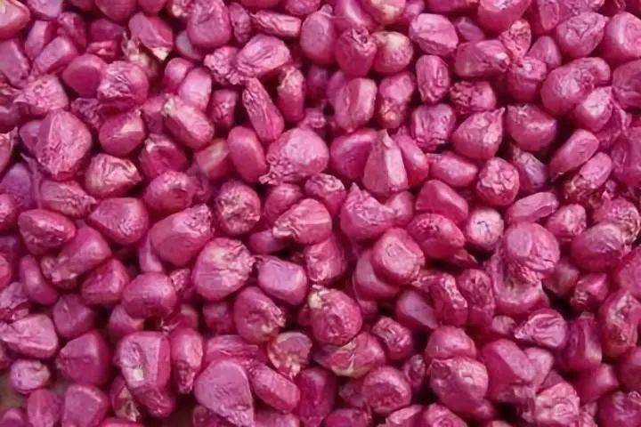 包衣的玉米种子,播种前用不用二次包衣?_病虫害_苗期_防治