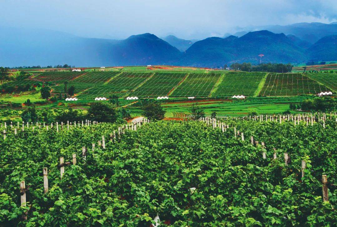 连线弥勒(一):当葡萄酒产业可尝,可玩,可学_种植_东风农场_玫瑰