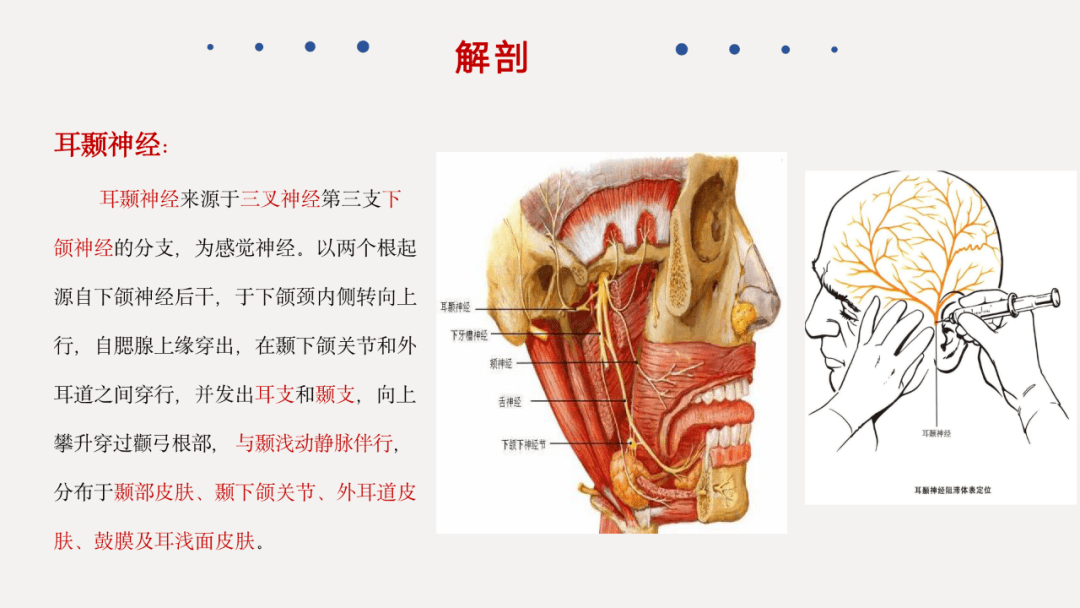 头颅分层的解剖图图片