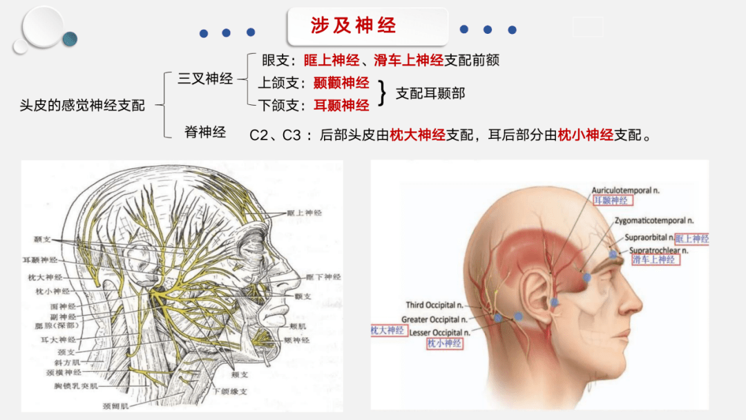 头皮神经支配图图片