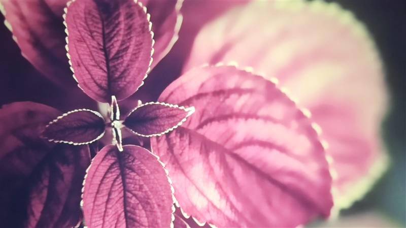 千元高颜值！联想小新100智能投影仪晨曦蓝评测：家庭影院入门就选它了