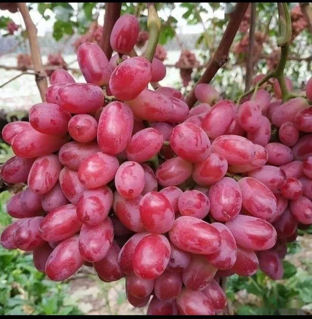 武威戈壁地克瑞森无核葡萄省力化设施栽培技术_cm_方向_大棚