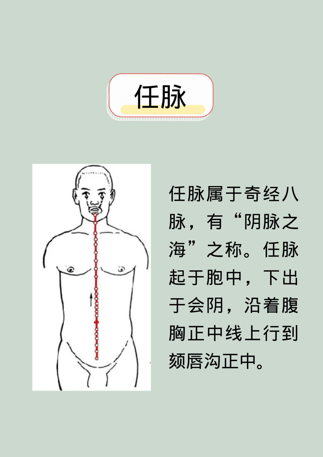 由胸部正中线从上到下沿着任脉循行路线进行敲打至小腹