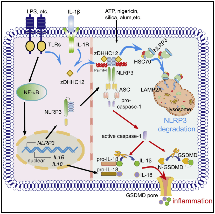 mol cell | 中山大学崔隽团队发现自噬限制nlrp3炎症小体活化,从而
