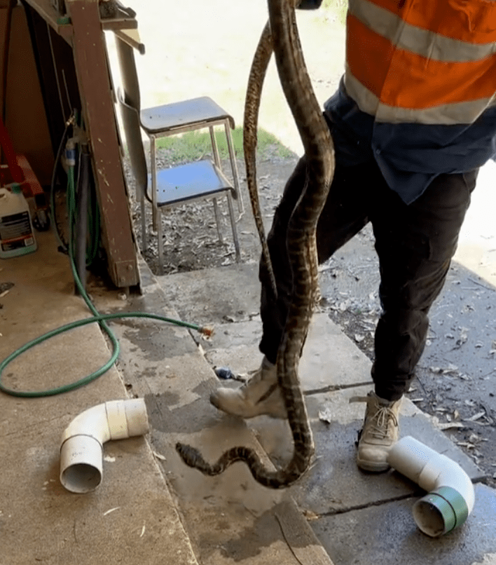 恐怖!昆州住户地板缝中,冒出剧毒毒蛇!