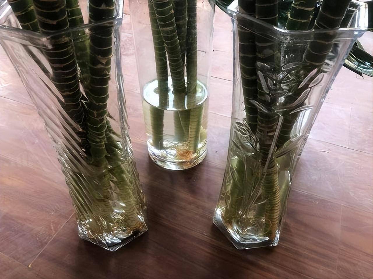 说白了就是清水养富贵竹,清水里养分有限,没有适宜的营养液,富贵竹